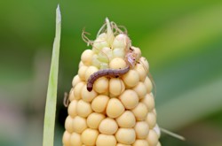 Voorbeeld a.s.r. impactbeleggen: biologische gewasbescherming