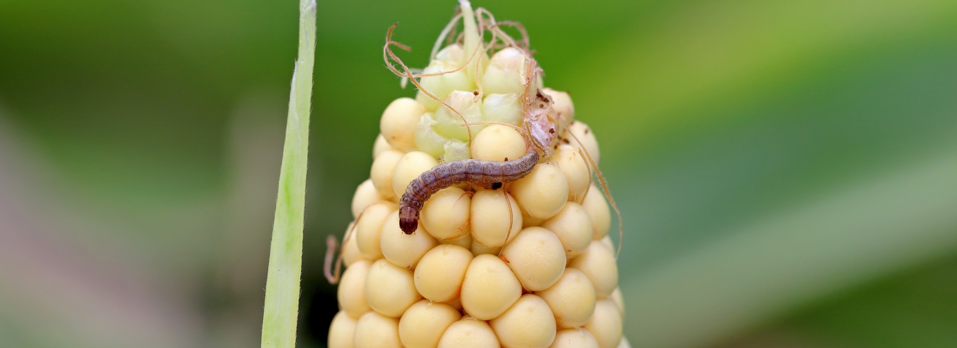 Voorbeeld a.s.r. impactbeleggen: biologische gewasbescherming