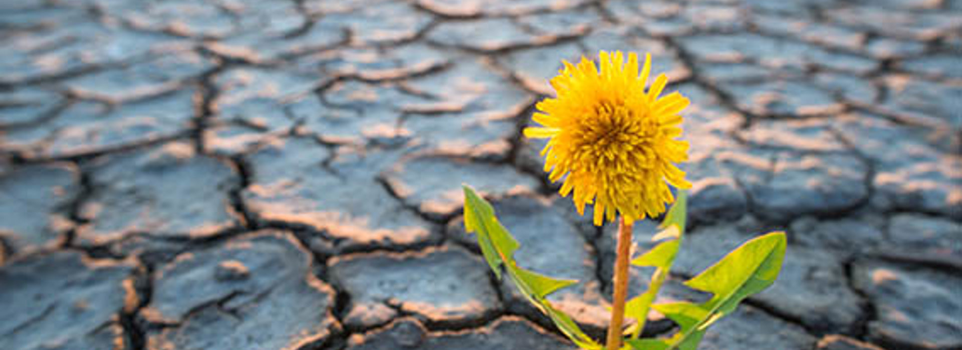 a.s.r. geeft inzicht in strategie biodiversiteit